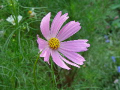 コスモス