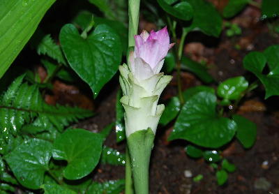 ドウダンツツジ