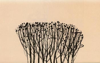 �I�����W�F�̖؁X